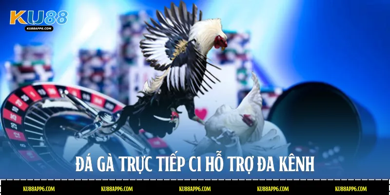 Đá gà trực tiếp C1 hỗ trợ đa kênh